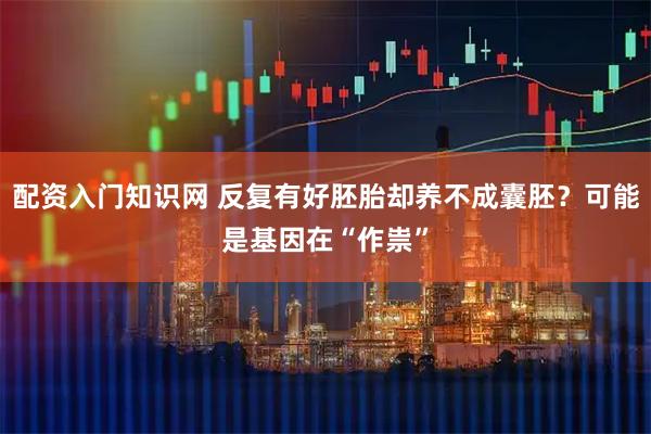 配资入门知识网 反复有好胚胎却养不成囊胚？可能是基因在“作祟”